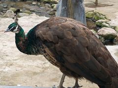 -青峰峡国家森林公园