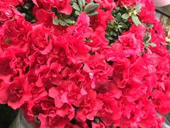 -曲阳花鸟市场(曲阳路店)