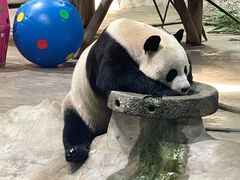 -栾川竹海野生动物园
