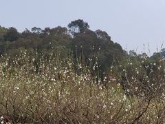 -南国桃园旅游度假区