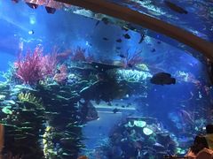 -迪拜帆船酒店海底餐厅