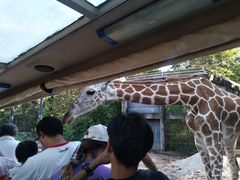 -清迈夜间动物园