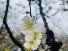 -无锡梅园公园