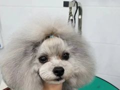 -北京观赏动物医院·24小时大型综合·猫专科·异宠专科