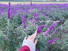 -汉长安城未央宫国家考古遗址公园