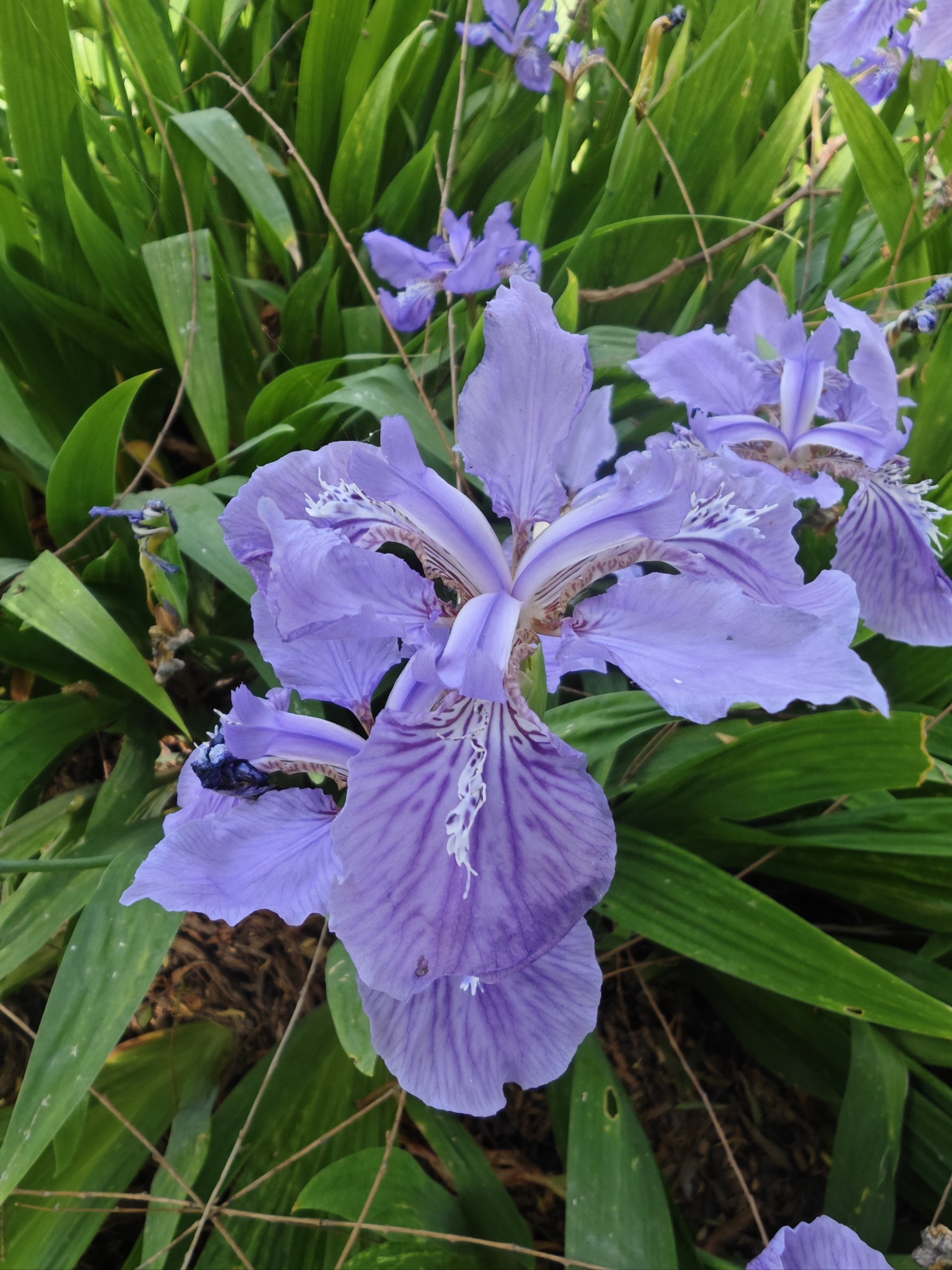 花期挺长的蓝色鸢尾花