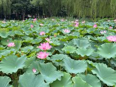 -莲花池公园
