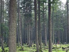 -芦芽山旅游度假区