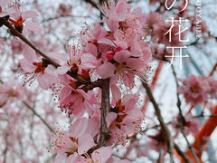 -朝阳公园