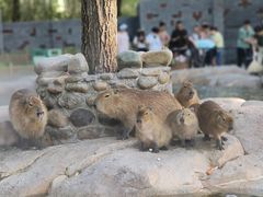 -北京野生动物园