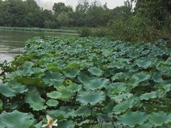 -金鸡湖桃花岛