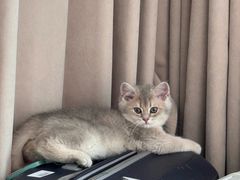 -欣宠猫屋·矮脚拿破仑·蓝金金渐层