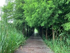 -溱湖国家湿地公园