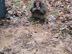 -苏州上方山国家森林公园