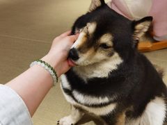 -逗柴咖啡屋·狗咖猫咖宠物桌游