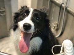 -PETKIT 小佩宠物·低压洗护·美容·寄养(安远店)