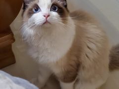 -猫十亿·布偶金渐层·曼基康矮脚猫舍(青年路店)