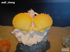 -亚龙湾中心广场·贝壳馆