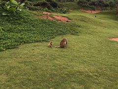 -海南热带野生动植物园