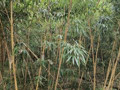 -杭州植物园