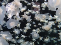 -太平洋海底世界