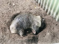 -费瑟代尔野生动物园