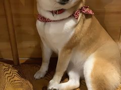 -柴务处·柴犬主题狗咖