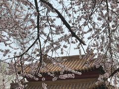 -桃花堤公园
