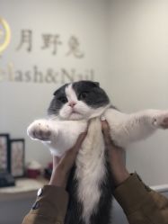 点击看大图 -月野兔日式美睫美甲