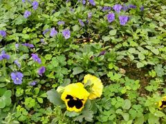 -广东茂名森林公园