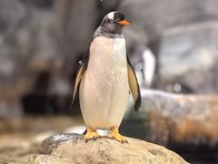 -香港海洋公园
