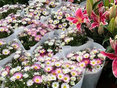 -桂林市花鸟市场