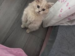 -欣宠猫屋·矮脚拿破仑·蓝金金渐层