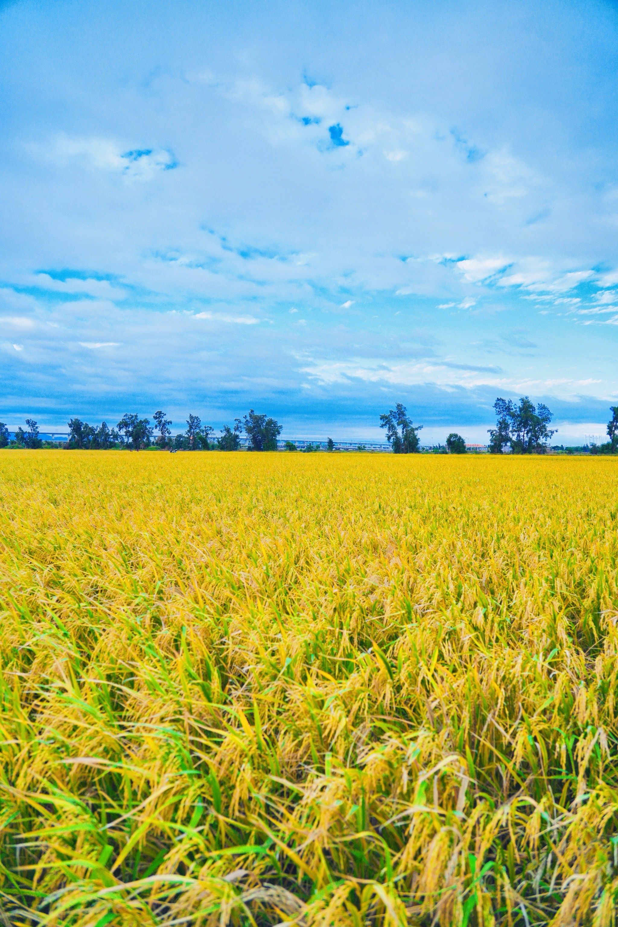 

这里的水稻成熟了,一大片金黄的稻田,就像金色的海洋,麦浪