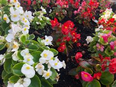 -墨尔本皇家植物园