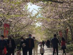 -高东镇樱花园