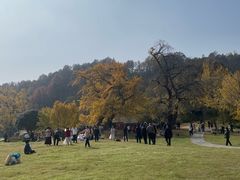 -千年银杏谷文化旅游区