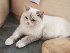 -瞄一喵猫咖(格力海岸店)