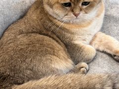 -柴迷FANS CLUB·柴犬狗咖·猫咖