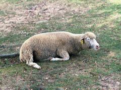 -神户市立六甲山牧场