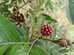 -广西壮族自治区药用植物园