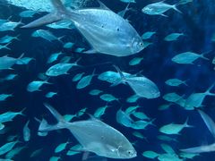 -上海海洋水族馆