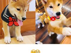 -豆柴町-柴犬主题狗咖(红鼎国际C座店)
