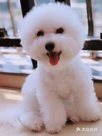 想养一只狗狗很久了，在网上咨询了很久，也咨询了周围养