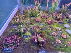 -中国科学院西双版纳热带植物园