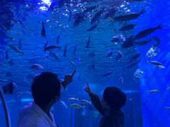 -顺德南宏海立方海洋公园