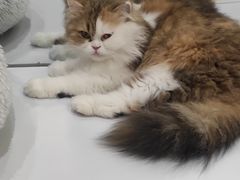 -COLOR PETS 撸猫馆·购猫·猫咖(长风大悦城店)