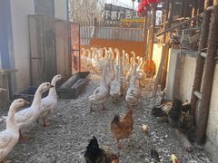 -鱼窝棚柴火铁锅炖(富山屯店)