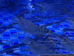 -七的湖·晚芳亭·阳澄湖农家菜·大闸蟹(莲花岛店)