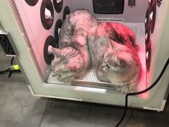 -PETKIT小佩宠物(古北店)